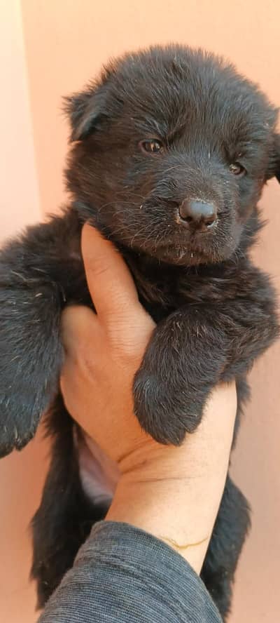 German shaperd pedgree parents pup avialbale