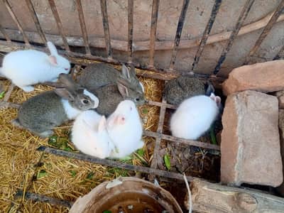 bunnies Rabbit babies 1000 Each I karblai