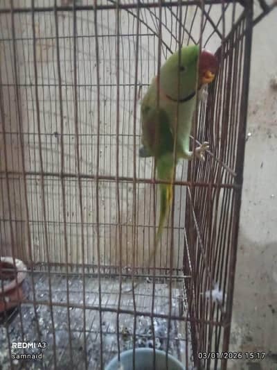 Rew parrot