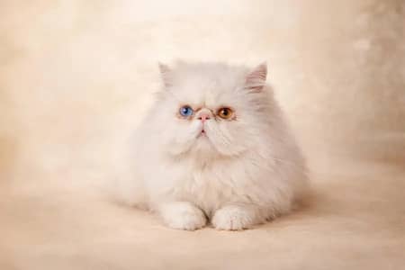 Piki Face Odd eye Stud Male | Peki | Peke | Stud | matting| Persian
