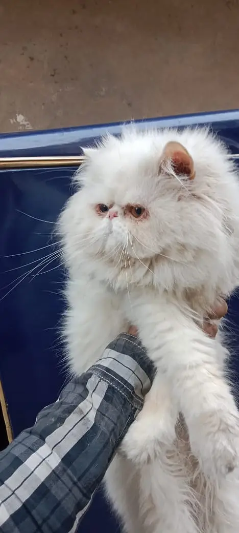 Piki Face Odd eye Stud Male | Peki | Peke | Stud | matting| Persian — photo 3