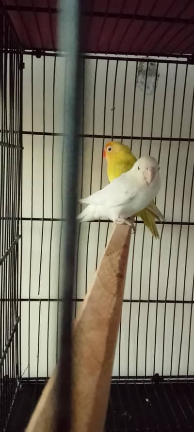 albino Red eye dacano