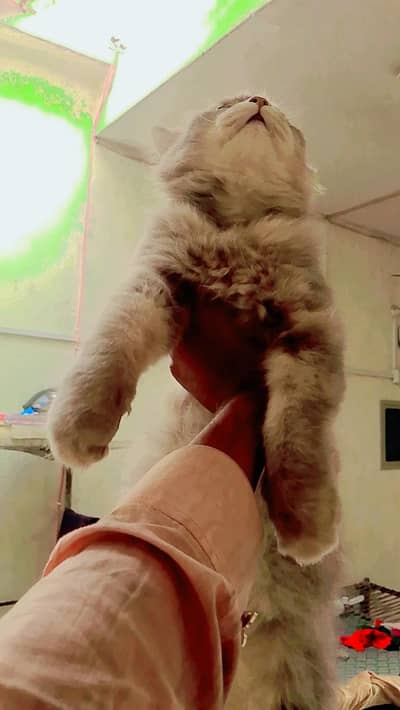 female triple coat abhi triming hoi ha before after pic attached Hain