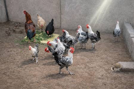 hens and roosters for sales