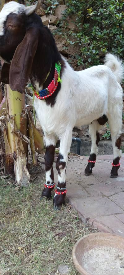 Qurbani ka Bakra for sale Age 12 month