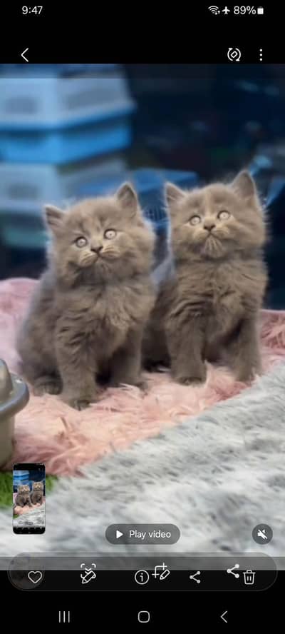 Persian Cats & Kittens for Sale may WhatsApp 03493839133