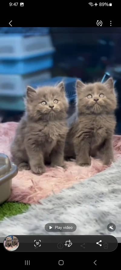 Persian Cats & Kittens for Sale may WhatsApp 03493839133