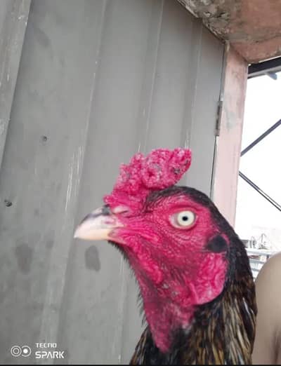 Lassani patha for sale