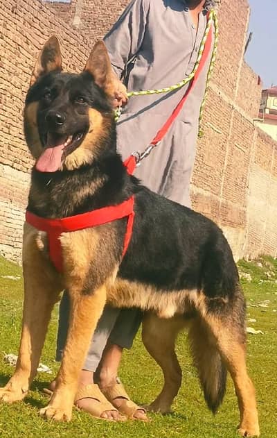 Belgian Shepherd | Shepherd Dog | Security Dog | Gsd | Dog For Sale