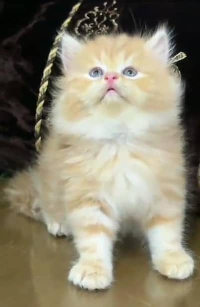 Persian Cats & Kittens for Sale may WhatsApp 03493839133