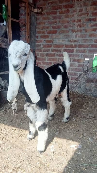 bakra