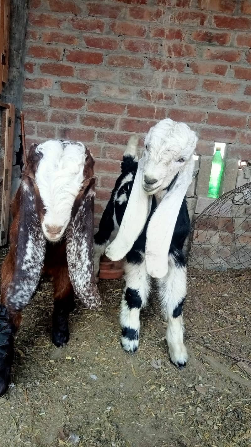 bakra 1