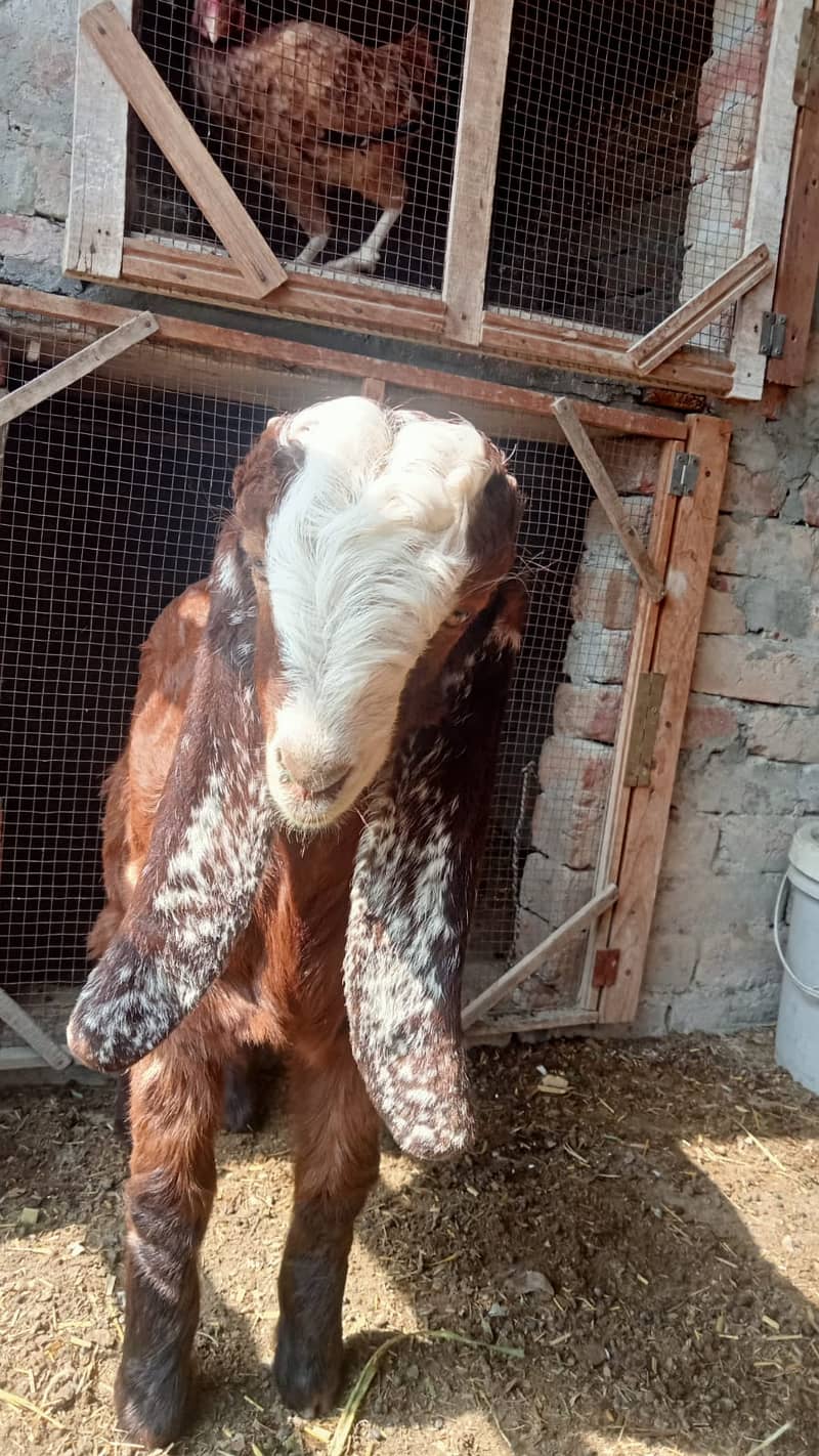 bakra 2
