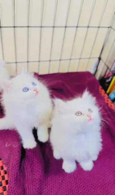 Persian Cats & Kittens for Sale may WhatsApp 03493839133