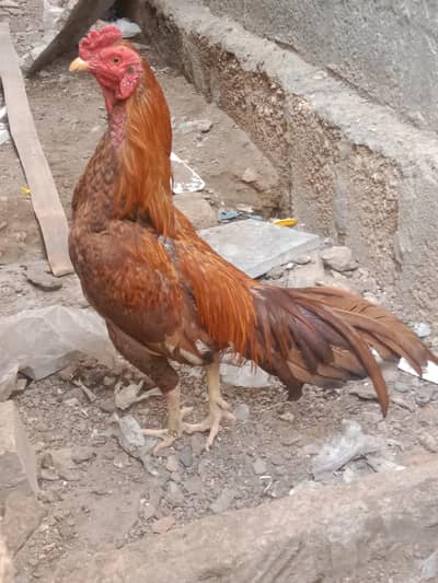 mianwaali murgha for sale