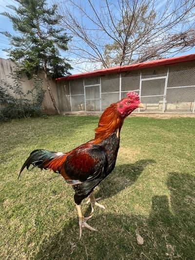 Aseel Lakha , zyr Dum ,Safaid nok nali