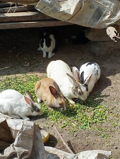 rabits for sale 1000 ka jodha