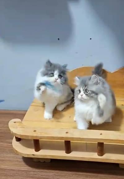 Persian Cats & Kittens for Sale may WhatsApp 03493839133