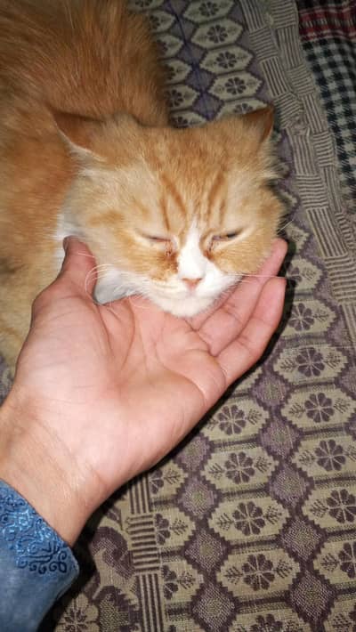 Persian cat double  coated punch face