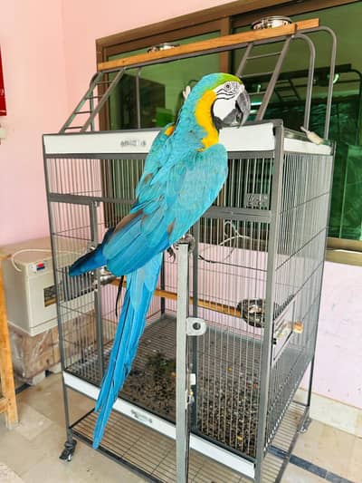 Blue and Gold Macw 03363938133