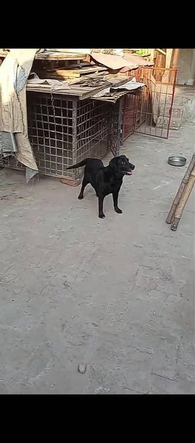 Labrador Breeder female Short hight