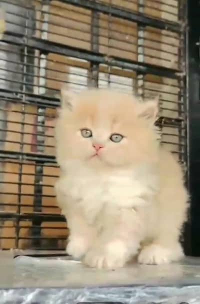 Persian Cats & Kittens for Sale may WhatsApp 03493839133