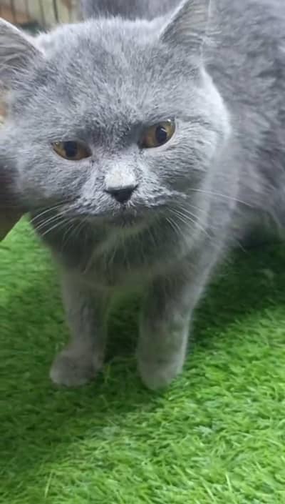 imported British short hair