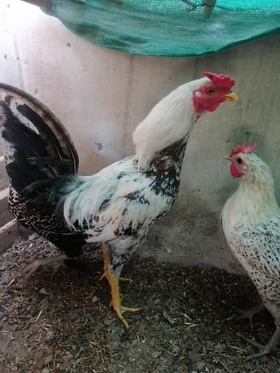 2 desi aseel cross murghay for sale