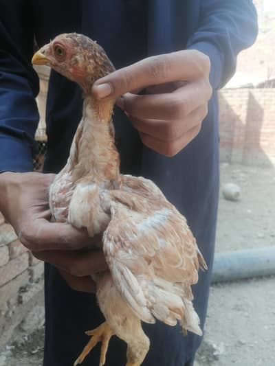 Mianwali aseel chicks available 0312 4143155