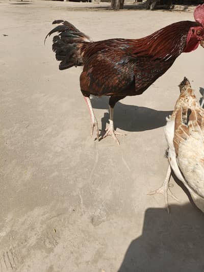 Aseel and desi murgiyan