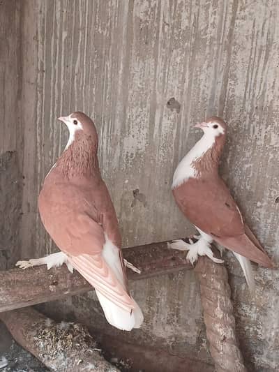 Beautiful shazari brader pair avlable