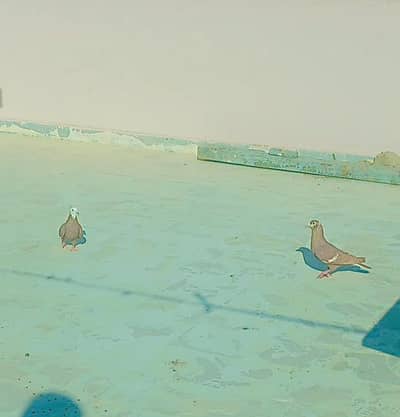 urty hoye kabootar hain sary jis bhai ko chahiyea wo contact karly