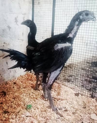 Quality Dragon pair 03224964486