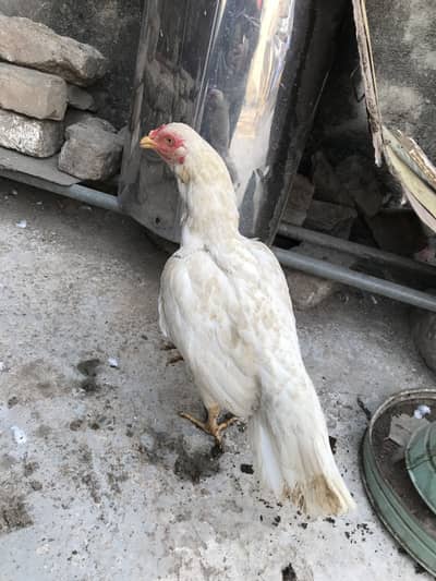 Aseel madi o33Z 33 I6I 33 whattsapp or phone