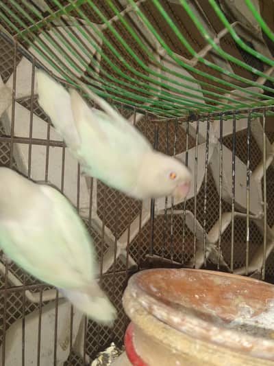 Albino red eyes bonded pair , cage