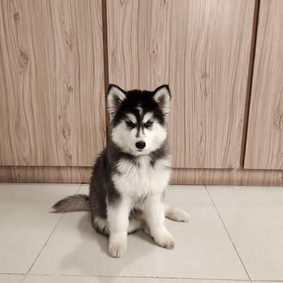 Siberian husky male puppy