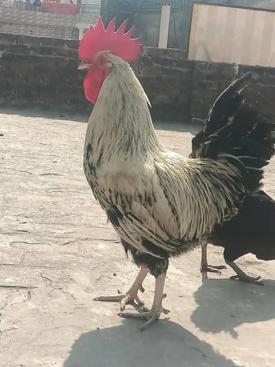 1 Murgha 5 Hens