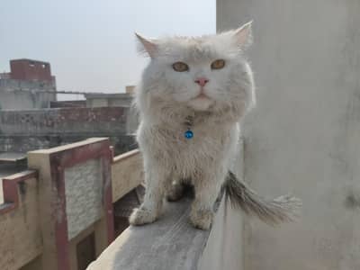 Persian cat home hand tail and cat food or chicken