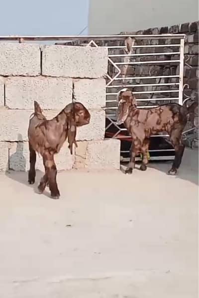 beetal path with male and female kid good quality k pure shera print