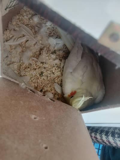 cocktail breeder pair 100%