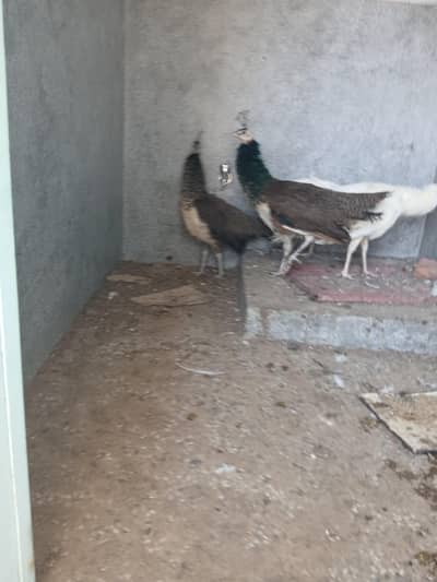 Peacock  2 pair fir sell