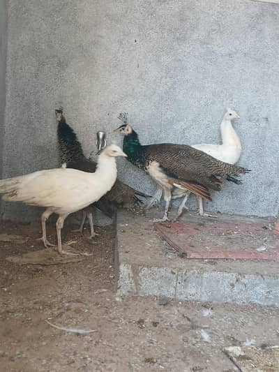 Peacock  2 pair fir sell