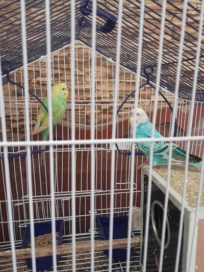 Australian birds for sale exchange possible with aseel murga