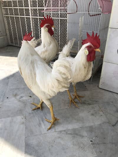 Hens For Sale