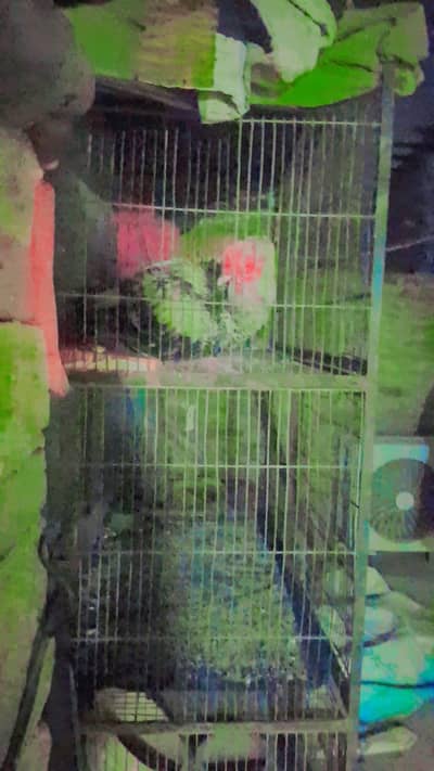 parrot cage in selll  Argent