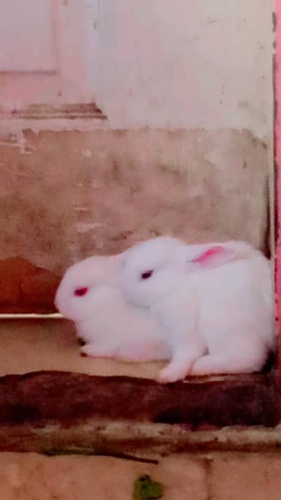 red eyes white rabbit baby