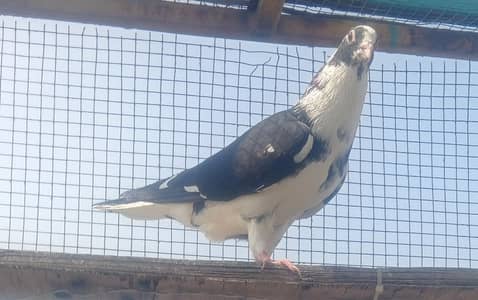 breedar sherazi pigeon piar
