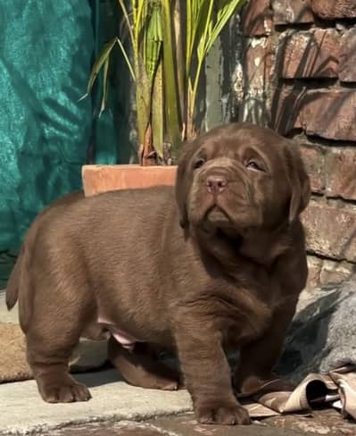 Labrador Retriever puppies