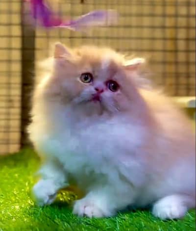 Cat | Kittens | Persian Cat Baby | ωâtsp /\/\€$ 06 | 5୨8 | 6719