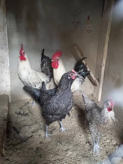 Golden Misri hens for sale